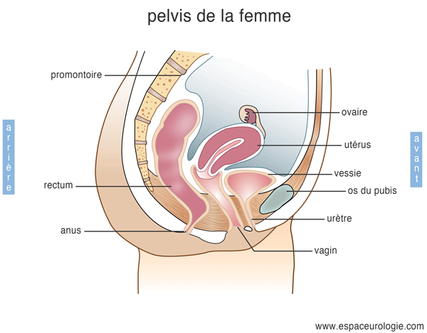 Pelvis 