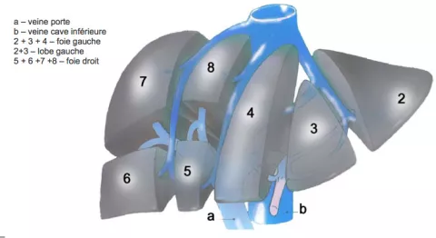 Figure 2 – Segmentation du foie