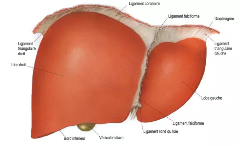 Hépatectomie : chirurgie du foie