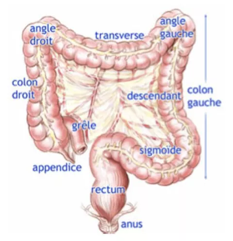 Chirurgie colique | Hôpital DCSS